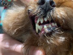 -爱宠屋pet shop·宠物洗澡·宠物美容