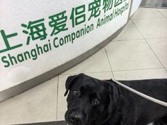 -爱侣宠医·鹦鹉专科·小型哺乳类·异宠专科(灵石路店)