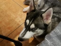 -more than meow吴止猫主题餐厅(承德 中船汇店)