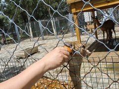 -长白岛森林公园