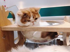 -飞行喵MR PILOT|猫舍·猫咖(静安大融城店)