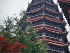 -铁山坪森林公园