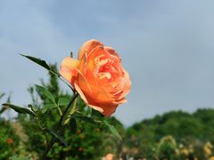 -都江堰玫瑰花溪谷