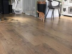 -东方名猫馆·英短金渐层布偶猫舍(环线广场1号楼店)