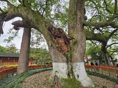 -新安江山水画廊风景区