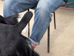 -趣玩宠物乐园寄养训犬训狗游泳池