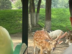 -北京野生动物园