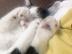 -伟伟宠物医院·CT影像中心·瑞派犬猫综合性门诊(汉口总院)