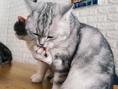 -平行世界·猫咖(首经贸店)