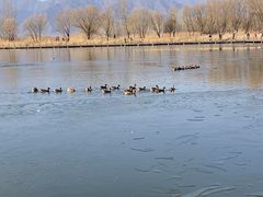 -野鸭湖国家湿地公园