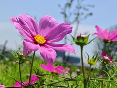 -杭州湾海上花田景区