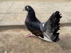 -呀路古热带植物园