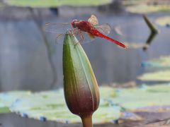 -广州莲花山旅游区