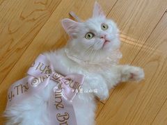 -猫猫幼稚园·撸猫·桌游·电玩