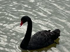 -盐城丹顶鹤湿地生态旅游区