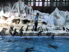 -帝企鹅自助餐厅•儿童岛•真企鹅(长隆企鹅酒店)