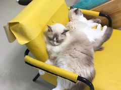 -猫在这儿猫咪咖啡馆·撸猫馆