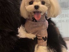 -帕帕拉兹宠物(亚洲旗舰店)