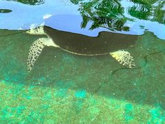 -北戴河圣蓝海洋公园