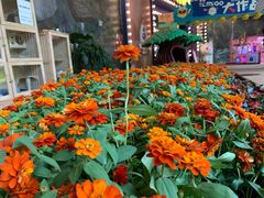 -花之城