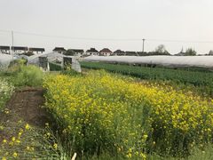 -小鱼草莓采摘园农家乐·小鱼餐厅