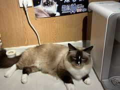 -MOCHA明星猫咖(田子坊店)