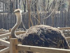 -北京野生动物园