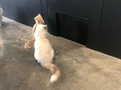 -瞄一喵猫咖(格力海岸店)