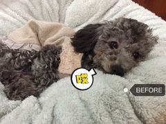 -Oh My Dog宠物沙龙(伊珊娜皮毛护理店)