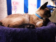 -Sirena海妖日咖夜酒