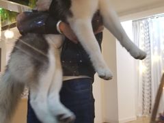 -Husky Go! 哈士奇体验馆·宠物咖啡厅狗咖