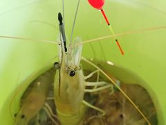 -小象钓虾·营地烧烤(洛溪店)