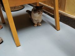 -猫色咖啡·猫咖