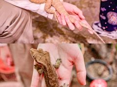 -正佳雨林生态植物园