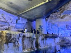 -海合安青岛极地海洋公园