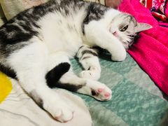 -平行世界·猫咖(首经贸店)