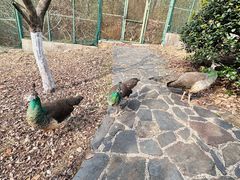 -南京老山国家森林公园