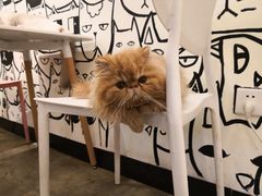 店员-喵匠猫主题咖啡(凯德和平广场店)