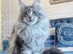 -欣宠猫屋·矮脚拿破仑·蓝金金渐层