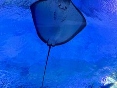 -海合安武汉极地海洋公园
