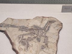 -辽宁古生物博物馆