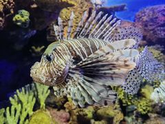 -上海海洋水族馆
