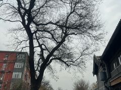 -北门涮肉·炭火铜锅涮肉(什刹海店)