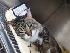 -瑞派康怡24h宠物医院·犬猫医疗中心·微创绝育(瑞景分院)