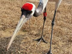 -盐城丹顶鹤湿地生态旅游区