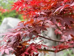 -江宁织造博物馆