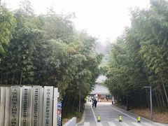 -都江堰中华大熊猫苑