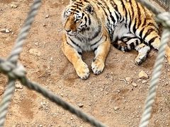 -西霞口神雕山野生动物世界