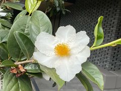 -云溪植物园
