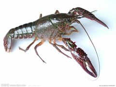 -众彩物流水产市场